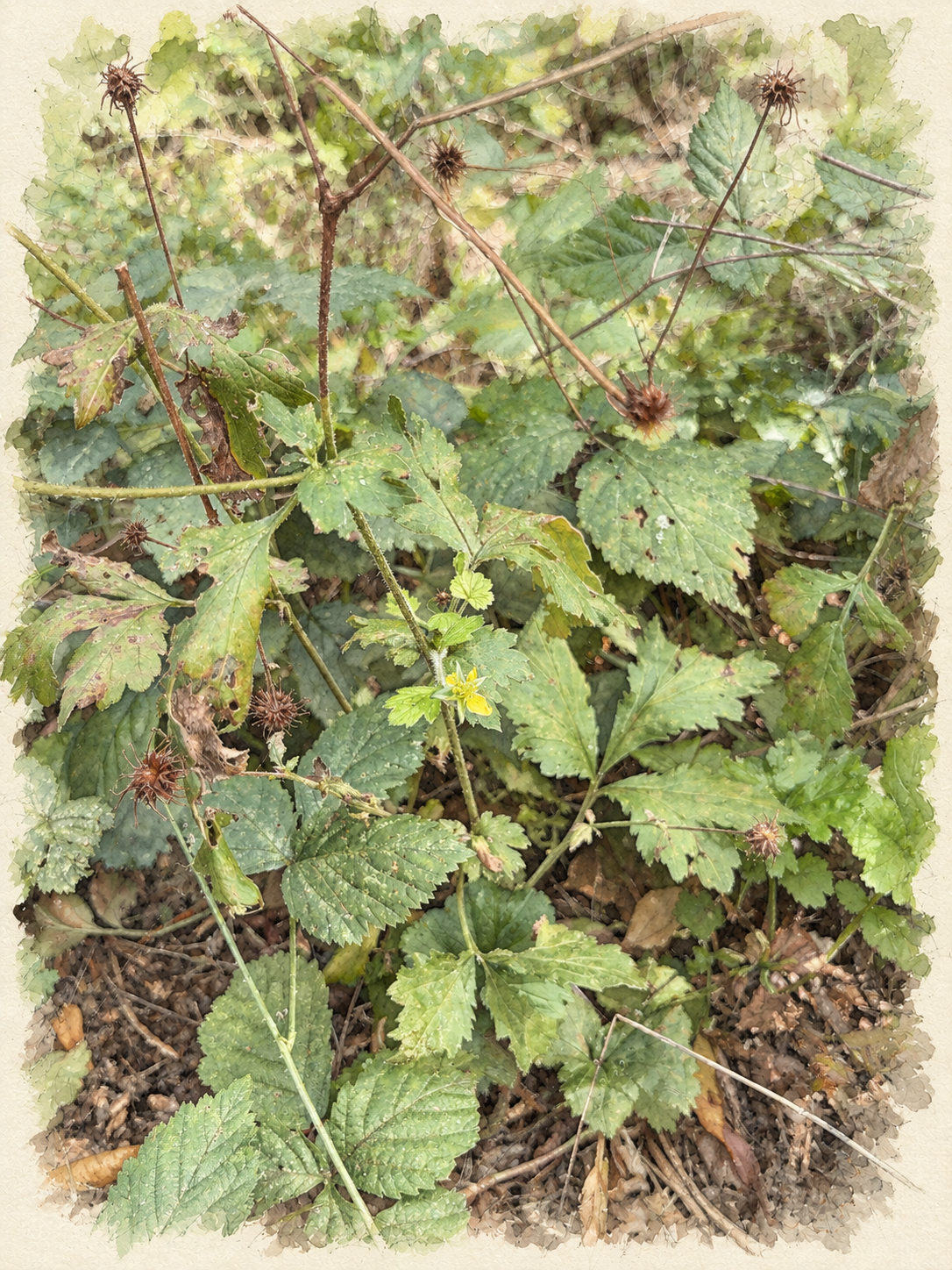 Botanical illustration of wood avens with small yellow flowers and hooked seed heads.