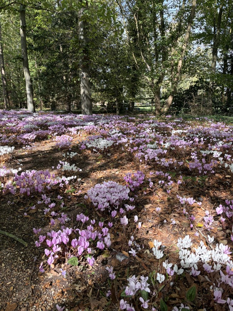 Cyclamen