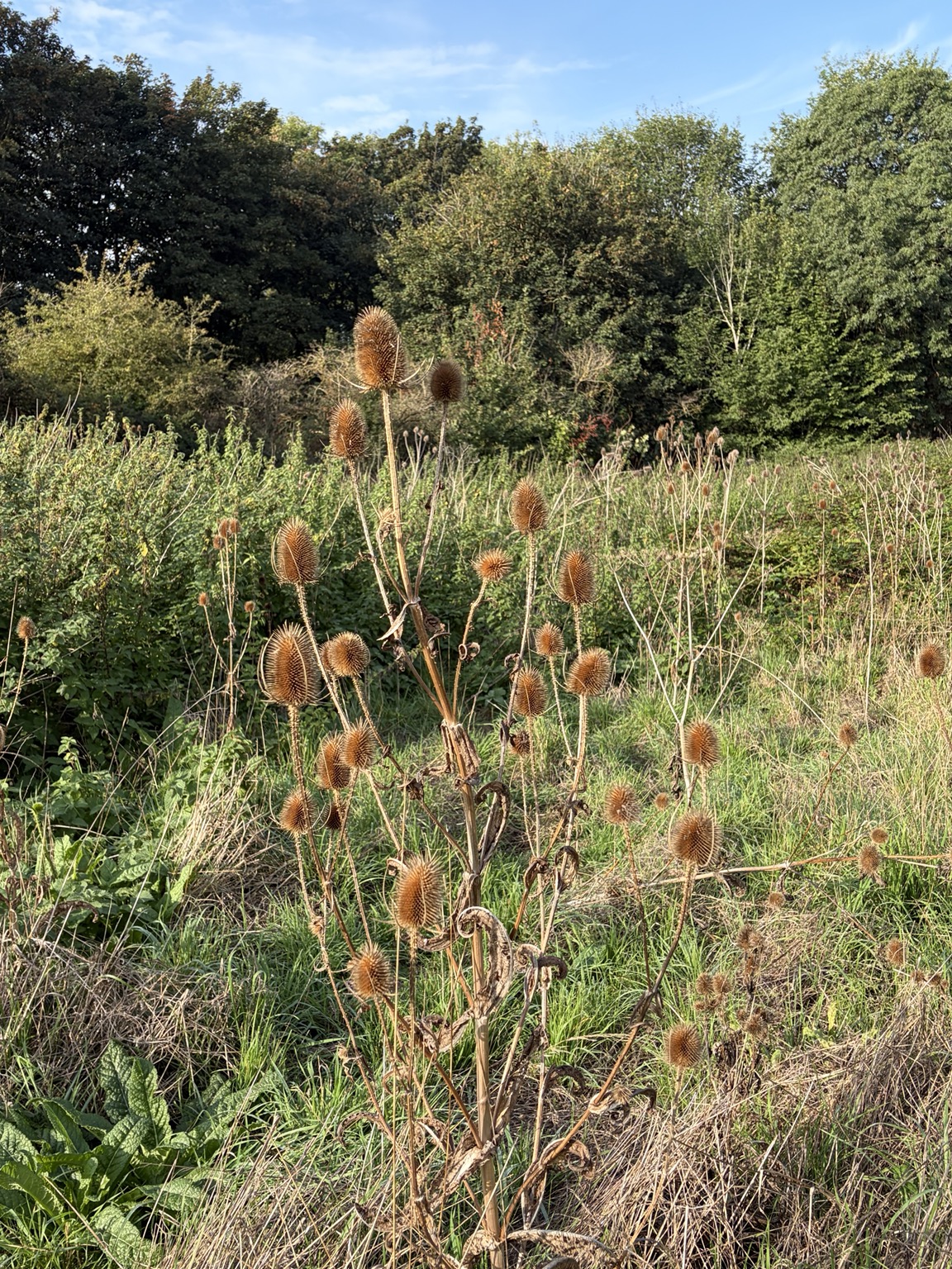 Dry wild teasel seed heads at Ferry Meadows.