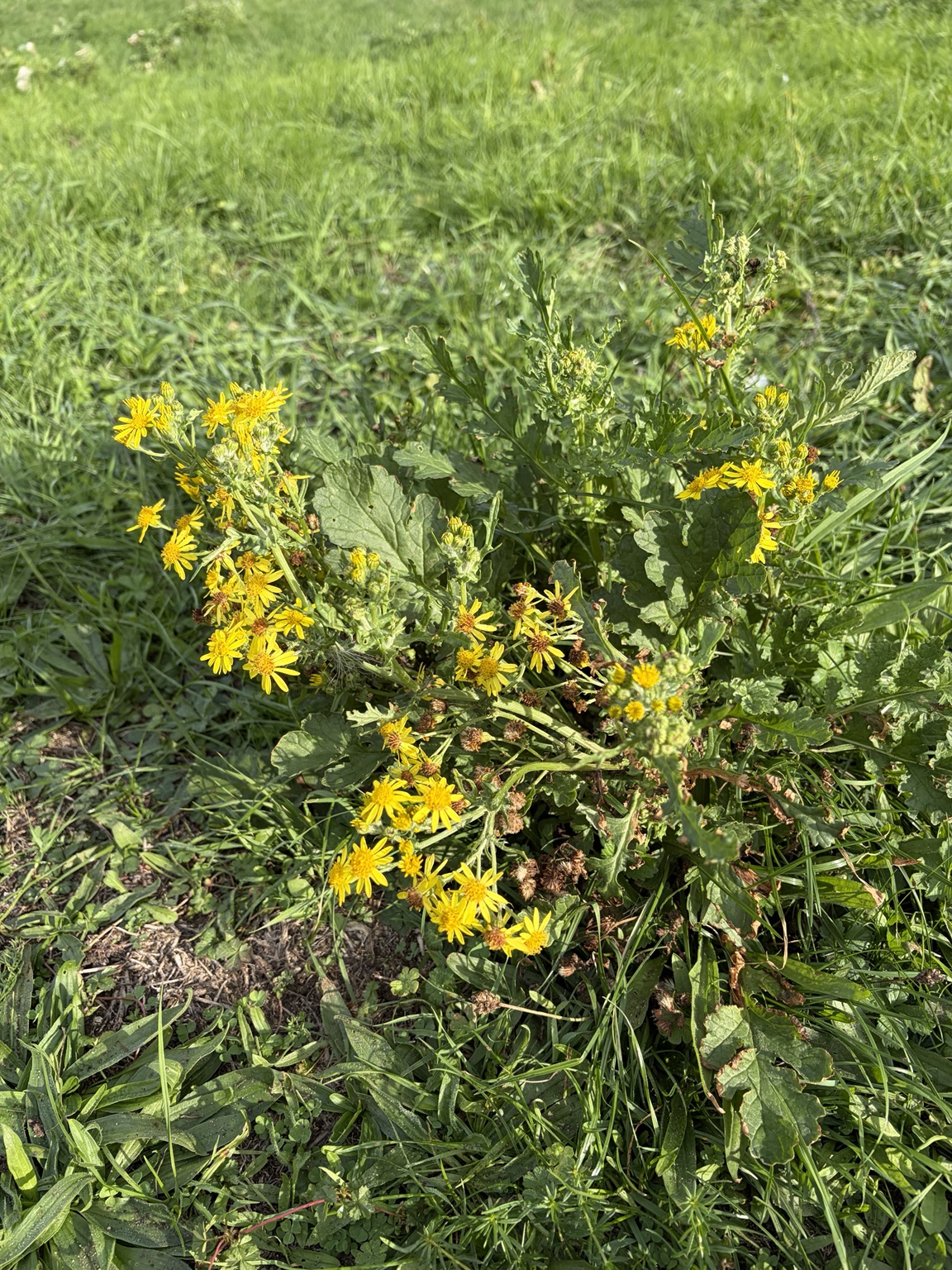Common ragwort with yellow flowers at Ferry Meadows.