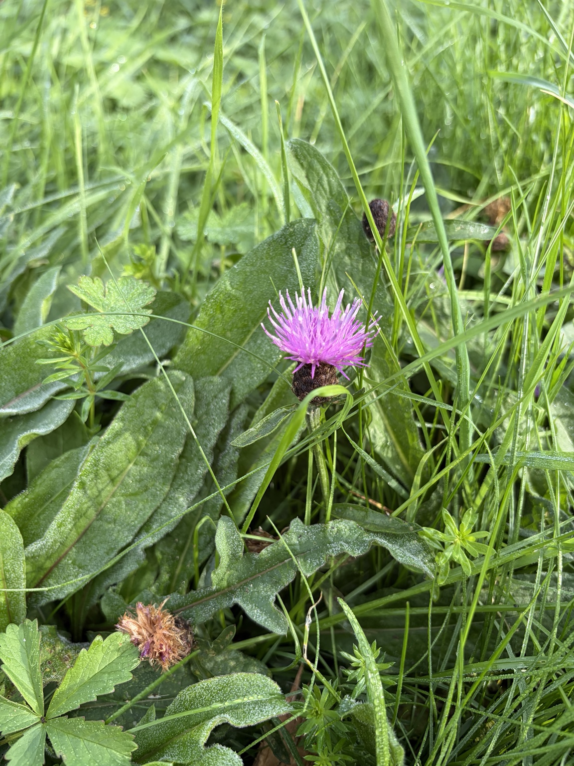 Common knapweed with a purple flower head at Ferry Meadows.